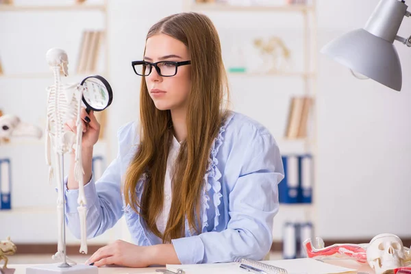 Student sedí ve třídě a studuje kostru — Stock fotografie