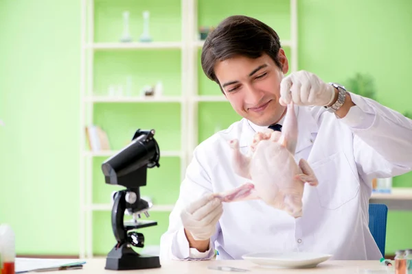 Asistente de laboratorio probando pollo transgénico —  Fotos de Stock