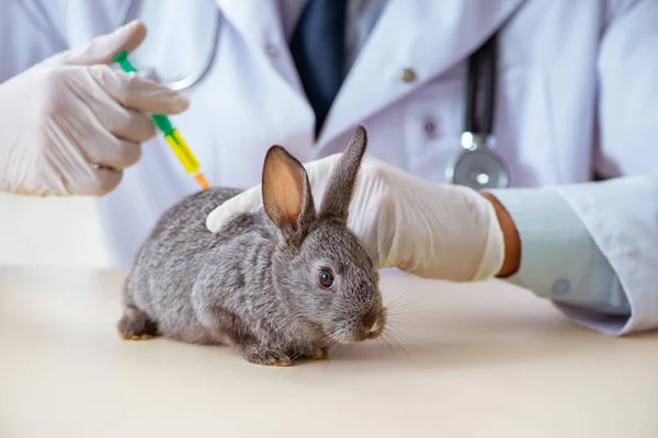 Medico veterinario che controlla il coniglio nella sua clinica — Foto Stock