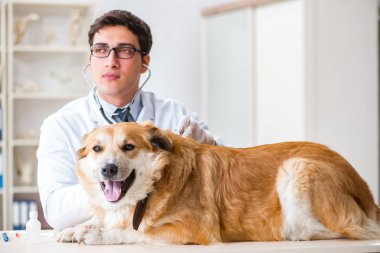 Veteriner kliniğinde Golden Retriever köpeğini muayene eden doktor.