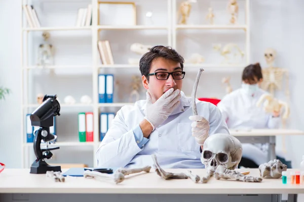 Profesör laboratuvarda insan iskeletini inceliyor. — Stok fotoğraf