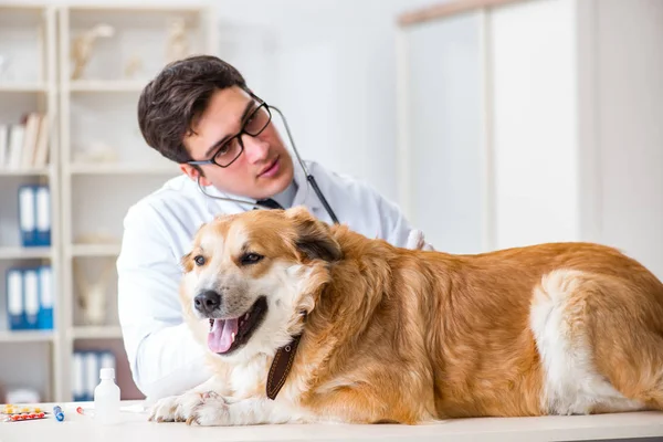 Veteriner kliniğinde Golden Retriever köpeğini muayene eden doktor.