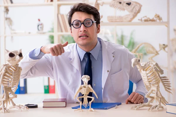 Profesor loco divertido estudiando esqueletos de animales —  Fotos de Stock
