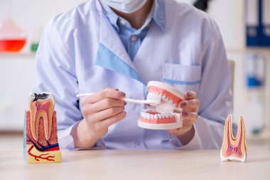 Kadın dişçi, diş modeli üzerinde çalışıyor.