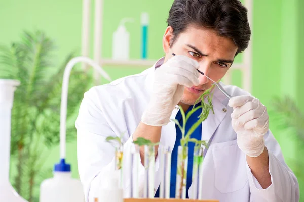 Young biotechnology scientist chemist working in lab — Stock Photo, Image