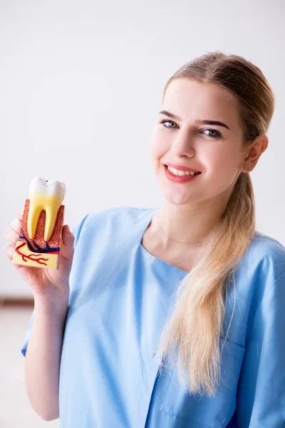 Mladý lékař zdravotní sestra s modelem zubu — Stock fotografie