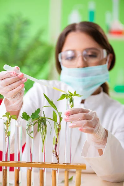 Hermosa mujer biotecnológica científica química trabajando en laboratorio — Foto de Stock