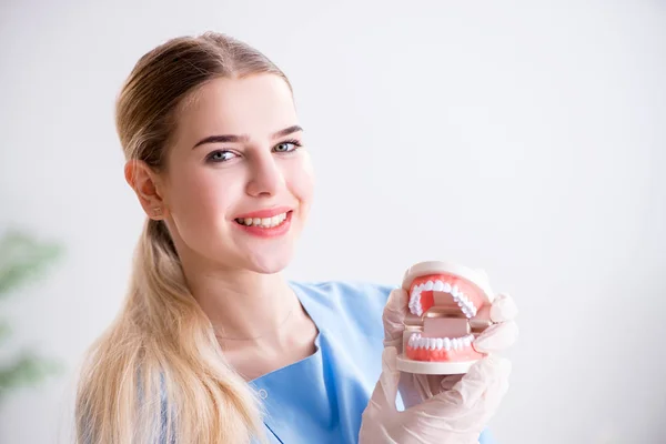 Enfermera doctora joven con prótesis dentales —  Fotos de Stock