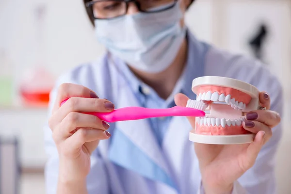 Женщина-дантист практикует работу над моделью зубов — стоковое фото