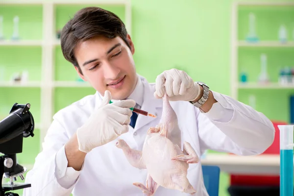 Asistente de laboratorio probando pollo transgénico — Foto de Stock