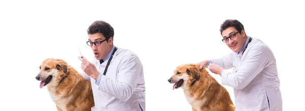 Médico veterinário examinando cão golden retriever isolado em branco — Fotografia de Stock