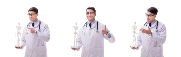 İskeleti beyaz olan Yong erkek doktoru. — Stok fotoğraf