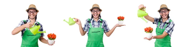 Young funny gardener with tulips and watering can isolated oin w — Stock Photo, Image