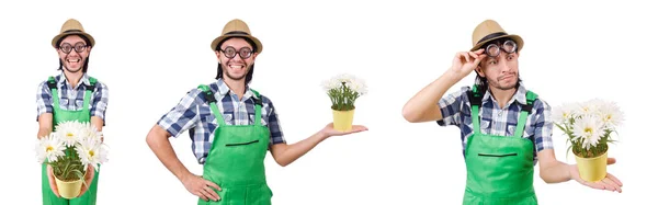 Man trädgårdsmästare med blommor på vit — Stockfoto