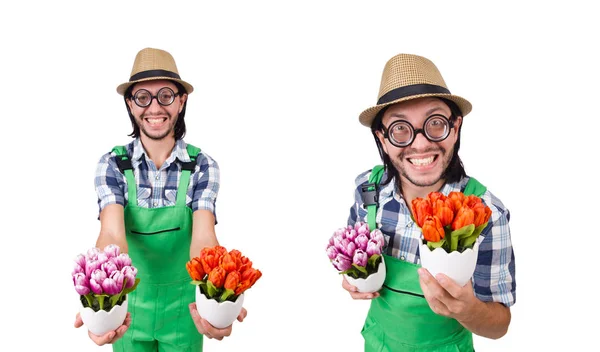 Mann Gärtner mit Blumen auf weiß — Stockfoto