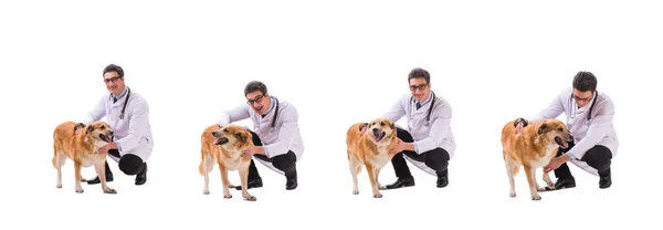 Médico veterinário examinando cão golden retriever isolado em branco — Fotografia de Stock