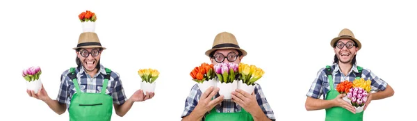 Hombre jardinero con flores en blanco — Foto de Stock