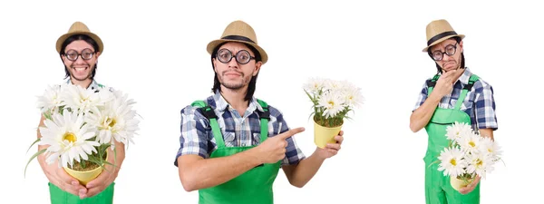 Jardineiro homem com flores em branco — Fotografia de Stock