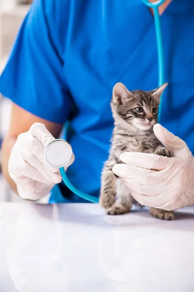 Veterinární lékař vyšetřuje koťata ve zvířecí nemocnici — Stock fotografie