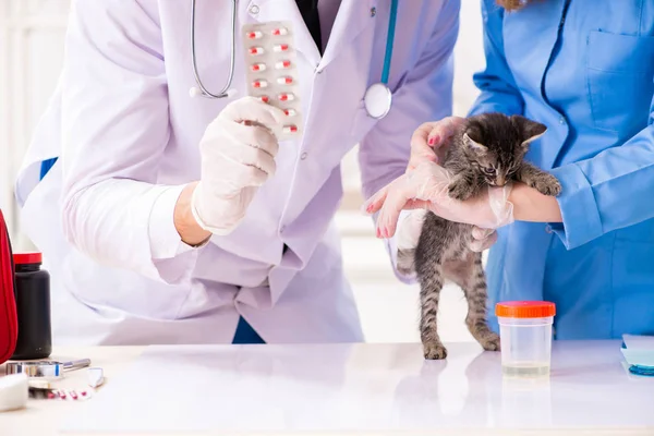 Doktor a asistent na veterinářské klinice kontrolují kotě — Stock fotografie