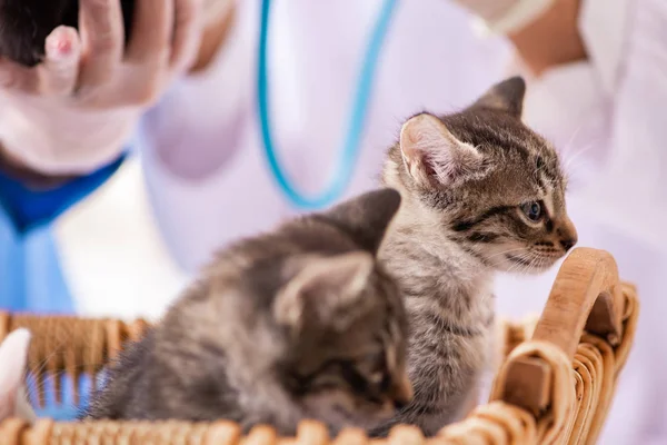 Doctor and assistant in vet clinic checking up kitten — Stock Photo, Image
