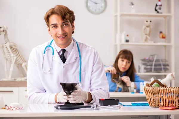 Lekarz i asystent w klinice weterynaryjnej sprawdzający kotka — Zdjęcie stockowe
