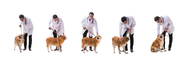Γιατρός κτηνίατρος εξετάζει golden retriever σκύλου που απομονώνονται σε λευκό — Φωτογραφία Αρχείου