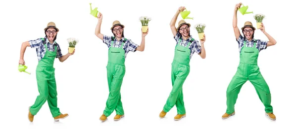 Молодий смішний садівник з тюльпанами і поливом може ізолювати олію — стокове фото
