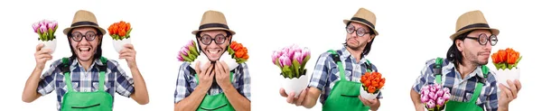 Joven jardinero divertido con tulipanes aislados oin blanco — Foto de Stock