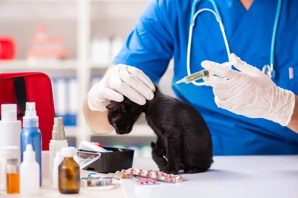 Vet γιατρός εξέταση γατάκια σε νοσοκομείο ζώων — Φωτογραφία Αρχείου