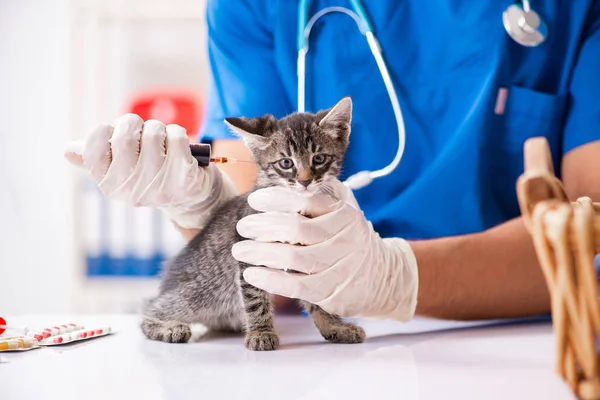 Médico veterinario examinando gatitos en hospital animal — Foto de Stock