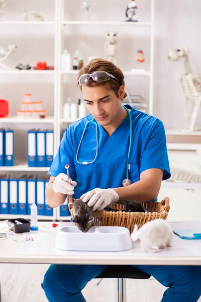 Veterinární lékař vyšetřuje koťata ve zvířecí nemocnici — Stock fotografie