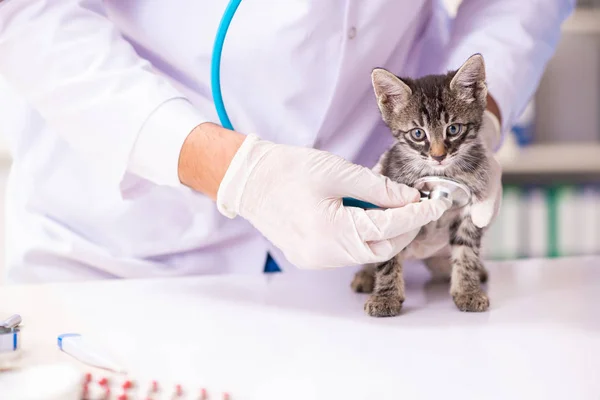 Médico e assistente na clínica veterinária verificando gatinho — Fotografia de Stock
