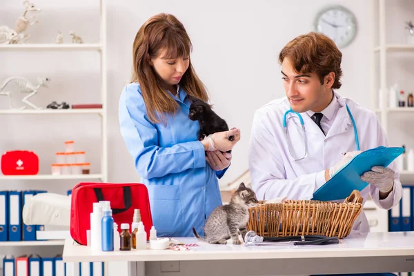 Läkare och assistent på veterinärkliniken kollar upp kattungen — Stockfoto