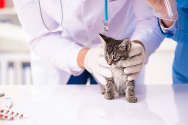 Veteriner kliniğindeki doktor ve asistan kedi yavrusunu kontrol ediyor.