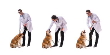 Golden retriever köpek üzerinde beyaz izole inceleyerek veteriner Doktor