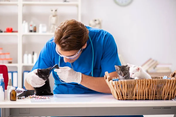 Medico veterinario che esamina i gattini in ospedale animale — Foto Stock