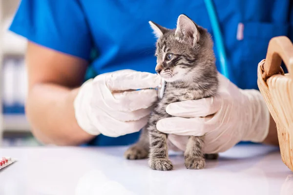 Veterinární lékař vyšetřuje koťata ve zvířecí nemocnici — Stock fotografie