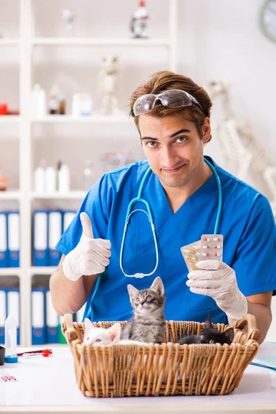 Vet doctor examining kittens in animal hospital — Stock Photo, Image