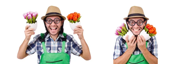 Joven jardinero divertido con tulipanes aislados oin blanco — Foto de Stock