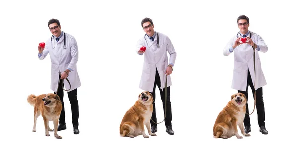 Médico veterinario examinando perro golden retriever aislado en blanco —  Fotos de Stock