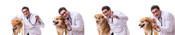 Médico veterinário examinando cão golden retriever isolado em branco — Fotografia de Stock