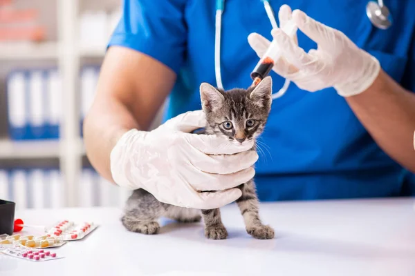 Veterinární lékař vyšetřuje koťata ve zvířecí nemocnici — Stock fotografie