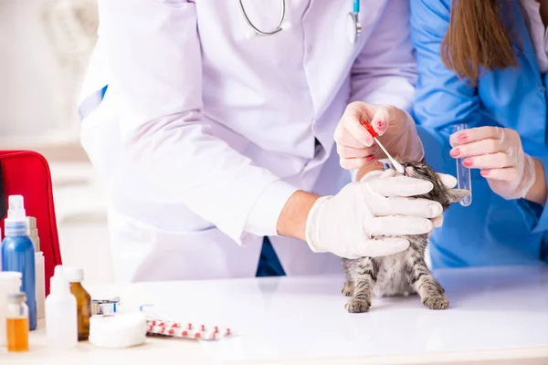Doktor a asistent na veterinářské klinice kontrolují kotě — Stock fotografie