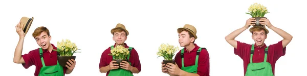 Giovane giardiniere con fiore isolato su bianco — Foto Stock