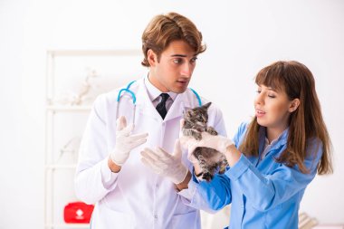 Veteriner kliniğindeki doktor ve asistan kedi yavrusunu kontrol ediyor.