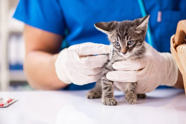 Veterinární lékař vyšetřuje koťata ve zvířecí nemocnici — Stock fotografie