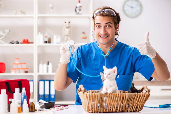 Vet doctor examining kittens in animal hospital