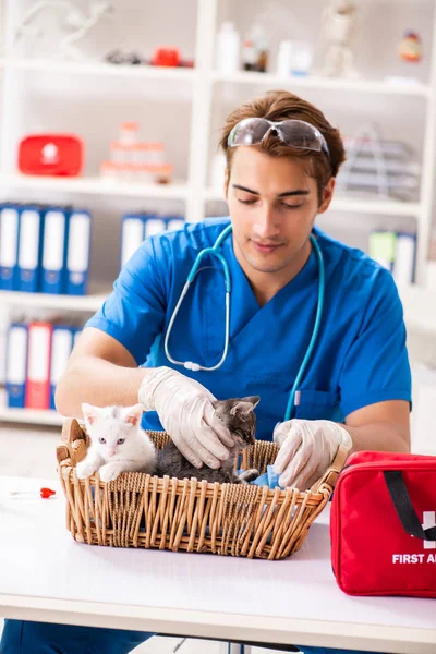 Vet doctor examining kittens in animal hospital