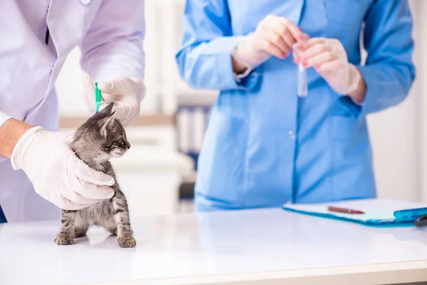 Médico e assistente na clínica veterinária verificando gatinho — Fotografia de Stock